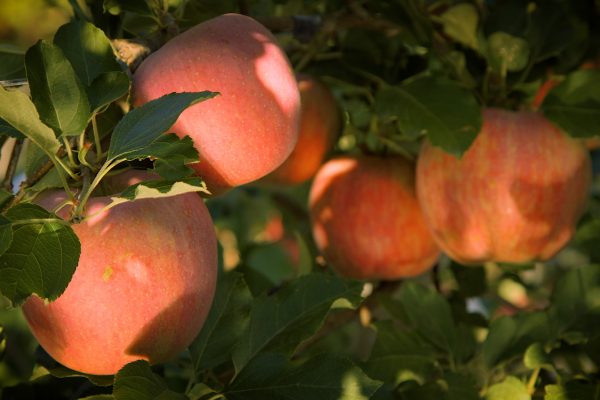 STARR RANCH ORGANIC1