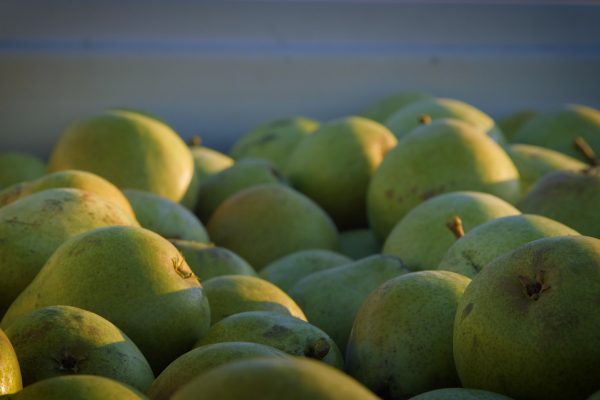 STARR RANCH PEARS3