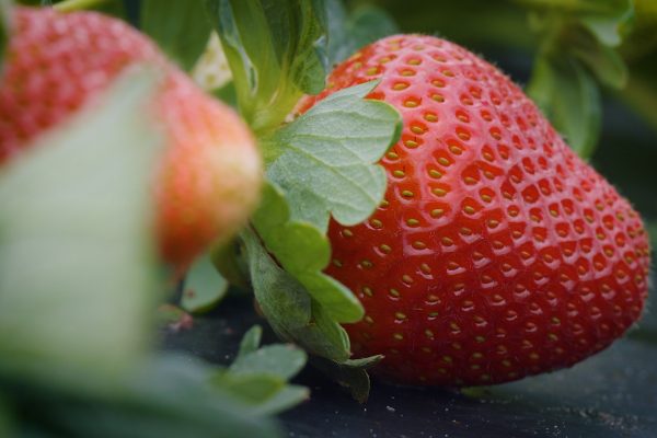 FSGA Video 1 - OVERVIEW CUT FINAL.00_01_24_18.Still001